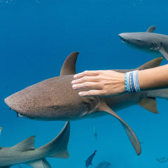 Shark Week Stretch Bracelet Set of 8